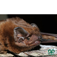 گونه خفاش جنگلی بزرگ Giant Noctule 